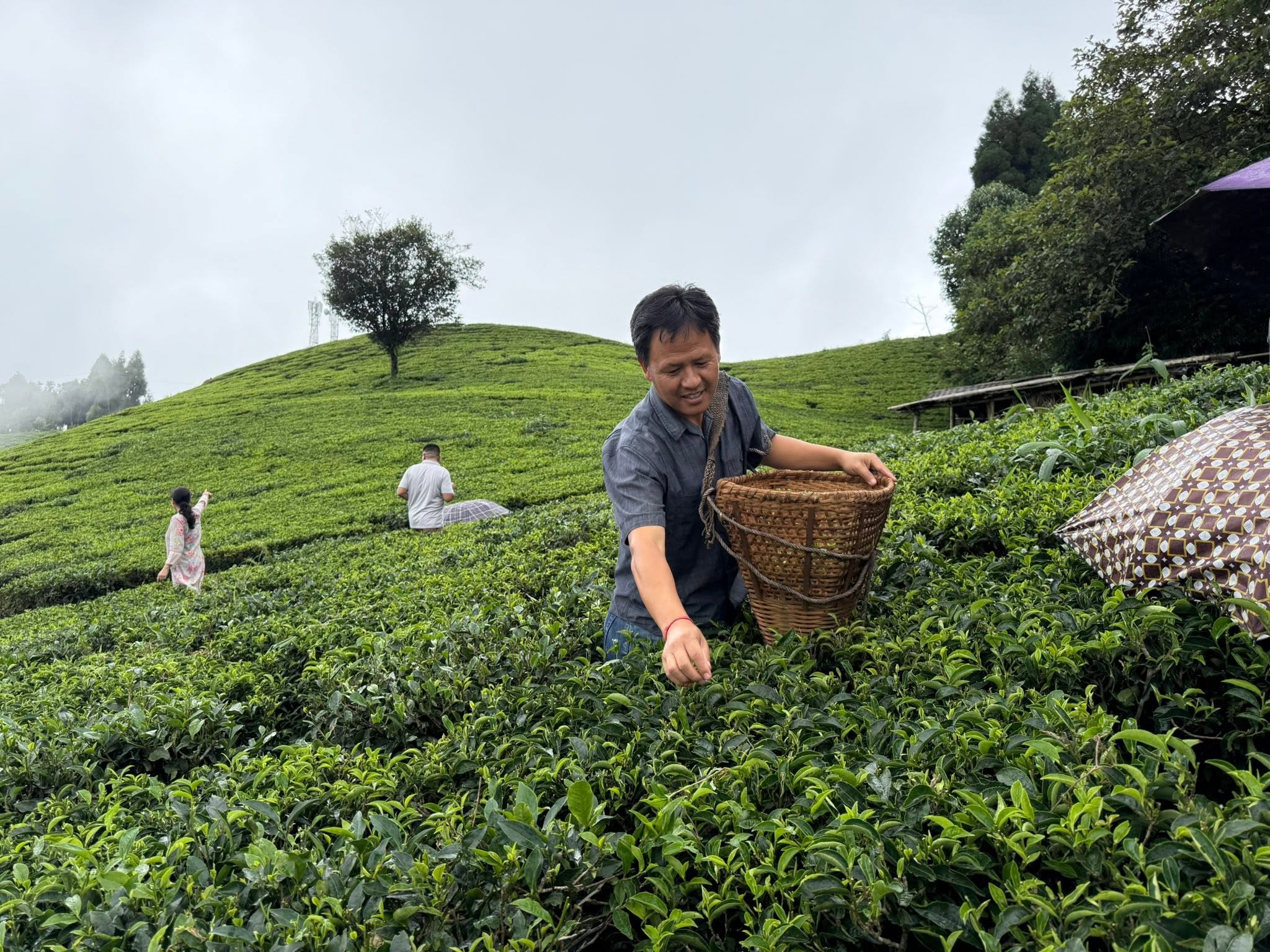 Loose leaf Nepal tea from a tea garden in the Himalayan foothills