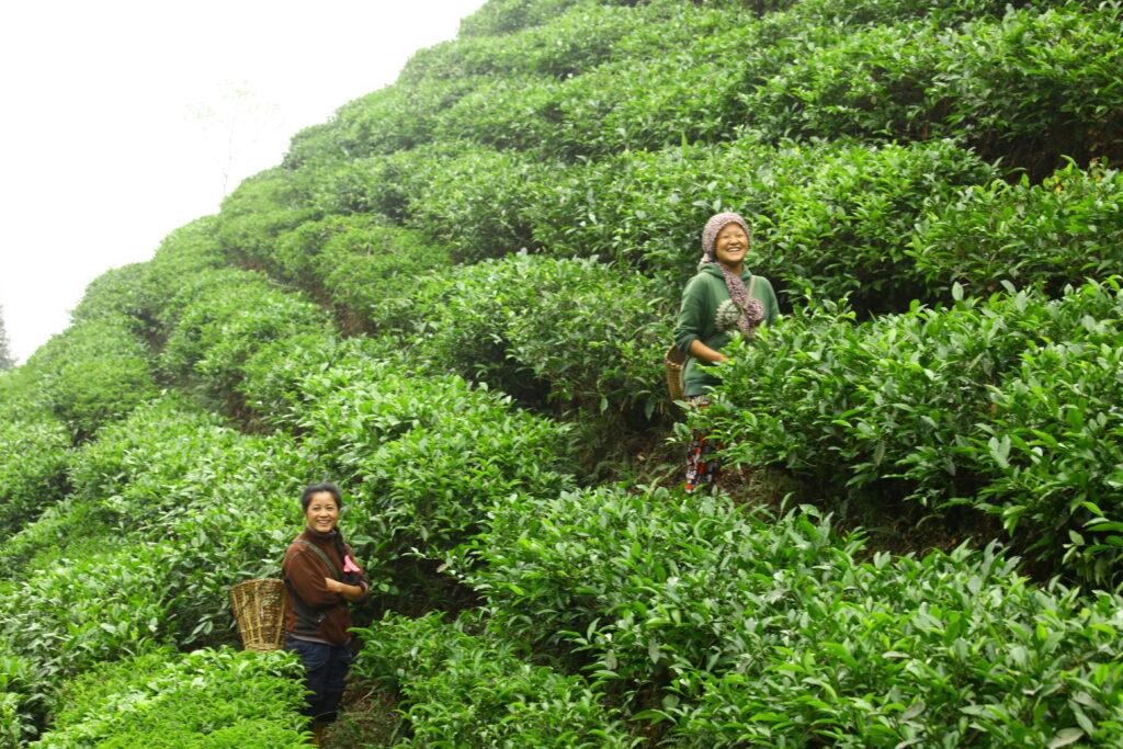 High-altitude Nepali tea garden in the Himalayan foothills