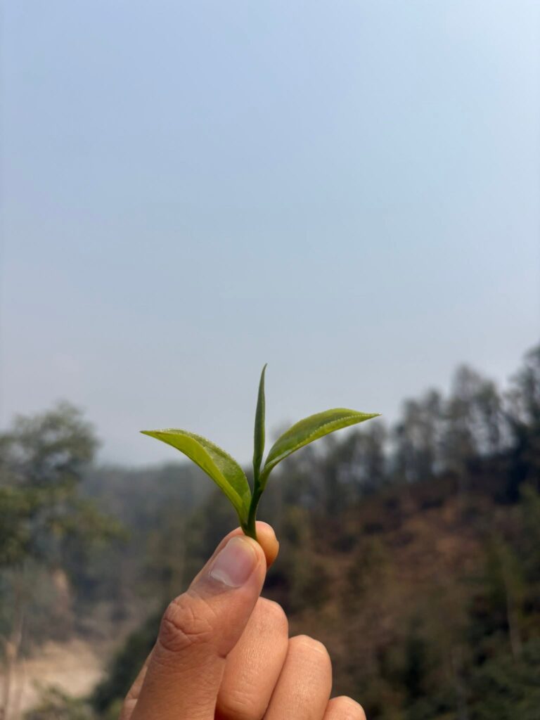 Green Tea