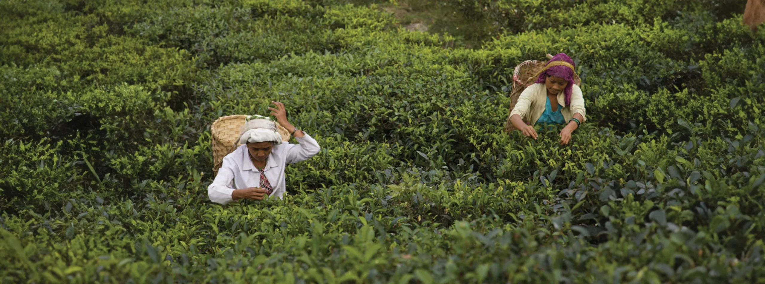 Tea worker hand-picking leaves in a tea garden in Ilam, Nepal